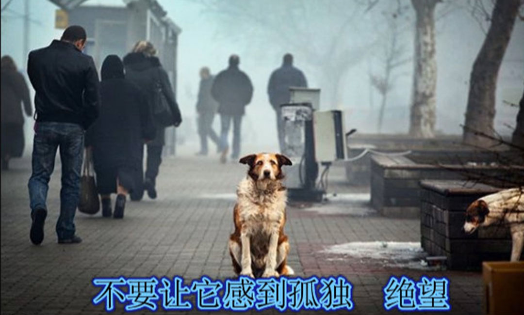 东营东营爱影圈微博微信转发案例